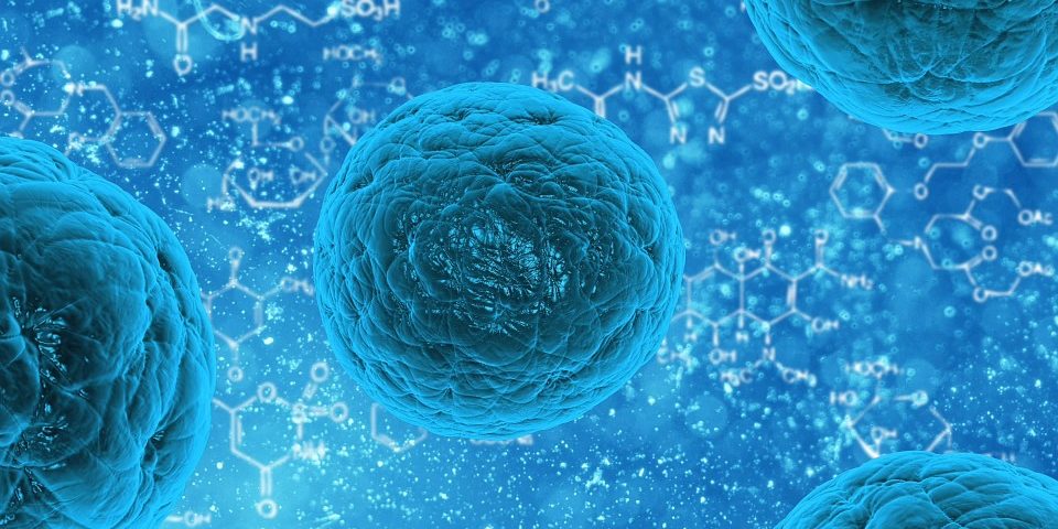 El tratamiento con células madre fortalece nuestro organismo.