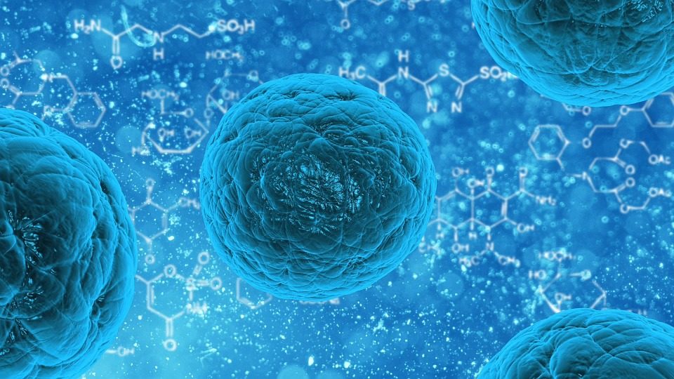 El tratamiento con células madre fortalece nuestro organismo.